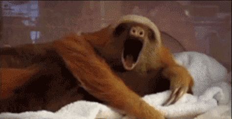 Your life has generally calmed down a little, and you’re totally OK with that. | 30 Things That Start To Happen When You're Almost 30 Sloth Images, Tired Gif, Monkey Gif, Sloth Gif, Tired And Sleepy, Funny Sloth, Sloths Funny, Fall Asleep Faster, Dog Gifs