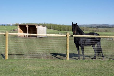 Two Horse Fence Questions Which Every Horse Must Ask Themselves | Posts by Rajiv Partap Singh | Bloglovin’ Horse Fencing Ideas, Backyard Fencing, Farm Fencing, Fence Design Ideas, Palette Garden, Horse Pasture, Small Homestead, Horse Pens, Farm Management