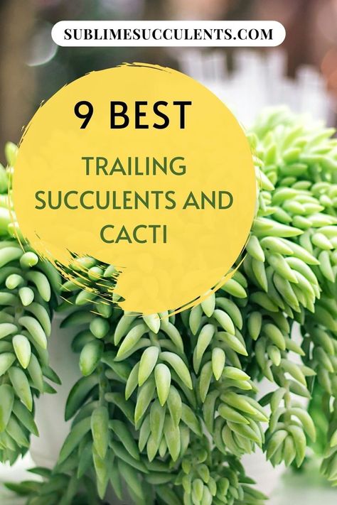 Identifying Succulents, Trailing Succulents, Cactus Varieties, Fun Garden Projects, Outdoor Succulents, Succulent Hanging Planter, Rat Tail Cactus, Indoor Succulents, Succulent Species