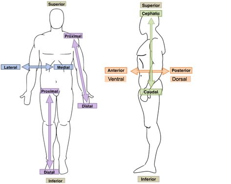 Anatomical Orientation and Directions | Human Anatomy and Physiology Lab (BSB 141) Medical Terminology Study, Radiology Student, Basic Anatomy And Physiology, Nurse Study Notes, Medical Student Study, Human Body Anatomy, Nursing School Studying, Lecture Notes, Medical School Studying