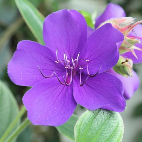 Tropical Garden Plants, Purple Flowers Garden, Patio Trees, About Plants, Small Shrubs, Princess Flower, Home Garden Plants, Side Garden, Welcome To The Jungle