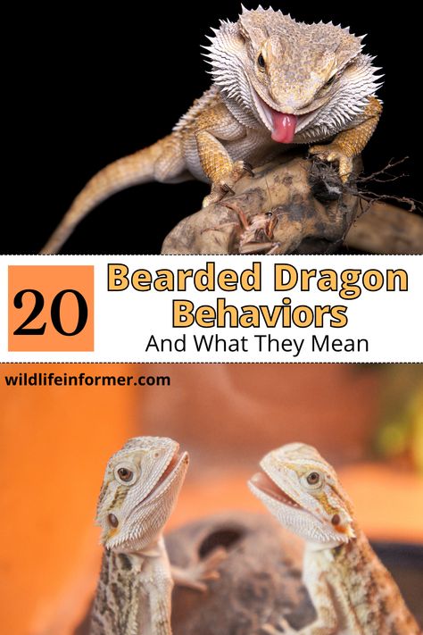 Bearded dragons have a lot of interesting behaviors, and if you are a beardie owner you may be wonder what it means when your bearded dragon does certain things. We help you decode 20 common behaviors of bearded dragons to help you understand your pet better. #beardeddragon #reptiles #exoticpets Diy Terrarium Bearded Dragon, Bearded Dragon Temperature, Diy Bearded Dragon Hideout, Bearded Dragon Greens List, Large Bearded Dragon Enclosure, Cool Bearded Dragon Habitats, Bearded Dragon Behavior, Bioactive Bearded Dragon Enclosure, Breaded Dragon Tank Ideas Diy