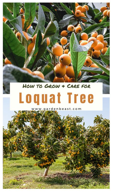 Loquat Tree Landscaping, Citrus Trees Landscape, Zone 9a Gardening, Loquat Fruit, Loquat Recipes, Japanese Plum Tree, Tree Landscaping, Loquat Tree, Trees Landscaping