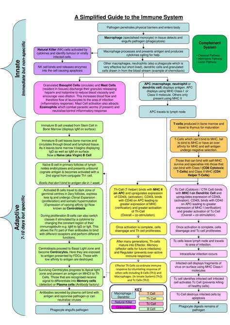 Simplified Guide to the Immune System Naturopathic Nutrition, Immune System Nursing, Biology Teaching, Endocrine Disorders, Medical Laboratory Science, Nursing School Survival, Oncology Nursing, Nursing School Notes, Medical School Studying