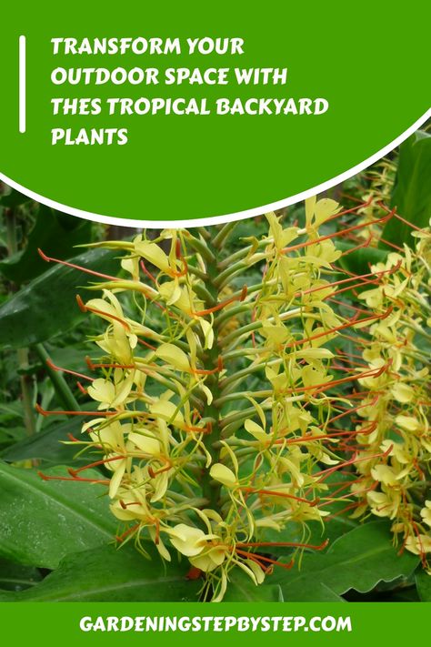 Tropical yellow flowers with pointed petals and reddish stamens in lush green foliage. Text: "Transform your outdoor space with these tropical backyard plants." Tropical Garden Plants, Succulent Tree, Architectural Plants, Tropical Backyard, Backyard Plants, Banana Plants, Lily Plants, Herbaceous Perennials, Unique Plants