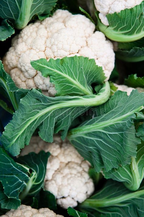 Cauliflower Vegetable, Raw Cauliflower, Vegetable Pictures, Flyer Ideas, Business Flyer, Art Class, Vitamins, Stock Images, Lily