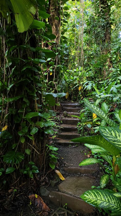 Hawaii Jungle Aesthetic, Jungle Astethic, Amazon Rainforest Aesthetic, Jungle Explorer Aesthetic, Tropical Rainforest Aesthetic, Tropical Jungle Aesthetic, Hawaii Rainforest, Maui Aesthetic, Maui Hawaii Aesthetic