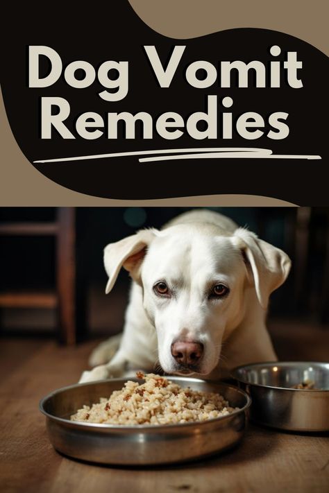 Bland Diet for Dogs Vomiting [Gentle Digestive Relief] Dog Sick Stomach, Dog Bland Diet, Electrolytes For Dogs, Bland Diet For Dog, Dog Stomach Ache Remedies, Bland Diet For Dogs With Upset Stomach, Upset Stomach Remedy For Dogs, Dog Vomit Remedies, Dog Upset Stomach Remedies