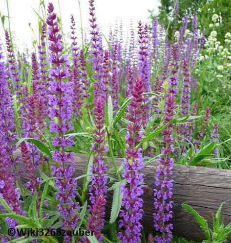 PERENNIALS THAT CAN TAKE THE HEAT - Coast of Maine Organic Products Meadow Sage, Salvia Nemorosa, Sage Tea, Types Of Fungi, Woodland Plants, How To Dry Sage, Perennial Herbs, Dry Leaf, Medicinal Herbs