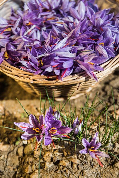 Growing Saffron, Saffron Plant, Plant Videos, Spices Photography, Saffron Crocus, Herbal Garden, Saffron Flower, Garden Herbs, Gothic Garden