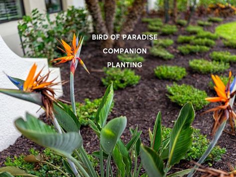 Landscaping With Bird Of Paradise, Birds Of Paradise Garden Ideas, White Bird Of Paradise Landscaping, Birds If Paradise Plant, Birds Of Paradise Landscaping, Bird Of Paradise Garden Design, Bird Of Paradise Landscaping Ideas, Bougainvillea Companion Plants, Birds Of Paradise Landscaping Ideas