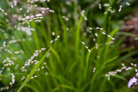 Climbers For Shade, Cottage Garden Borders, Shade Loving Shrubs, Shade Tolerant Plants, Shade Garden Plants, Woodland Plants, Ground Cover Plants, Hardy Perennials, Kew Gardens