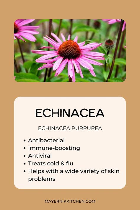 Goldenseal And Echinacea Benefits, Harvesting Echinacea, Benefits Of Echinacea, Growing Echinacea, Echinacea Tea Recipes, Echinacea Tincture, Echinacea Tea Benefits, Medicine Plants, Medicinal Herb Garden