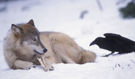 Ravens and Crows Teasing Other Animals By Pulling Their Tails Raven And Wolf, The Ancient Magus Bride, A Crow, She Wolf, Crows Ravens, Wild Wolf, Beautiful Wolves, Wolf Spirit, The Raven