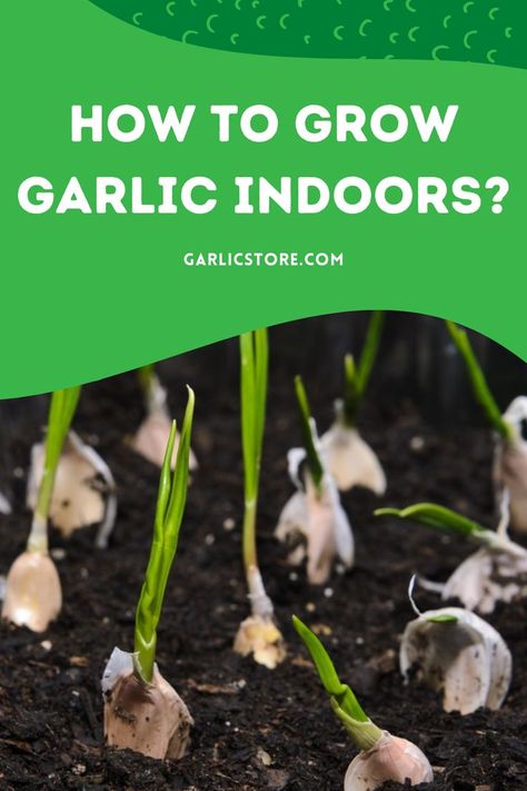 how-to-grow-garlic-indoors Garlic Plants, Grow Garlic Indoors, Growing Herbs In Pots, Grow Garlic, Indoor Vegetables, Planting Garlic, Vertical Vegetable Garden, Growing Garlic, Indoor Vegetable Gardening