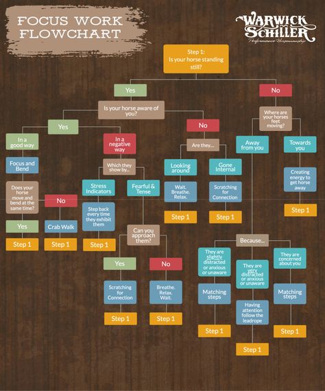 Warwick Schiller, Focus Work, Back Steps, Horse Tips, Energy Flow, Horse Training, Flow Chart, Horse Love, Dog Stuff