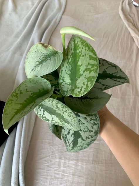 Scindapsus Exotica, Scindapsus Pictus Argyraeus, Scindapsus Tricolor, Scindapsus Treubii Moonlight, Scindapsus Silver Lady, Pinterest Garden, Inside Plants, Pretty Plants, Plant Mom