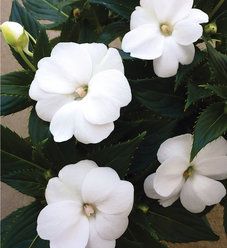 White Impatiens, Cottage Landscaping, Proven Winners Plants, White Flowering Plants, Deadheading, White Plants, Proven Winners, Patio Plants, Annual Flowers