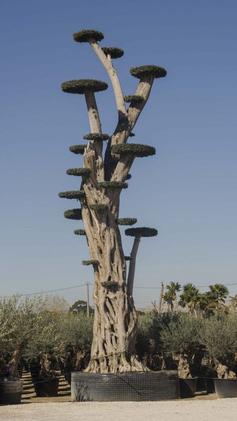 Milenary bonsai olive trees | Olive Tree Hunters Olive Tree Bonsai, Wall Stand, Bonsai Styles, Zen Style, Olive Trees, Olive Tree, Plant Wall, Tree Art, Pine Tree