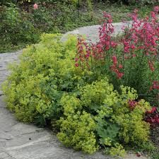 https://encrypted-tbn0.gstatic.com/images?q=tbn:ANd9GcRauzfYLZCwZUnLdrcgw5wLPc0JuL6omxrZdg&usqp=CAU Alchemilla Mollis, Hammock Bed, Garden Inspo, Front Landscaping, Plant List, Bed Ideas, Gorgeous Gardens, Small Backyard Landscaping, Late Summer