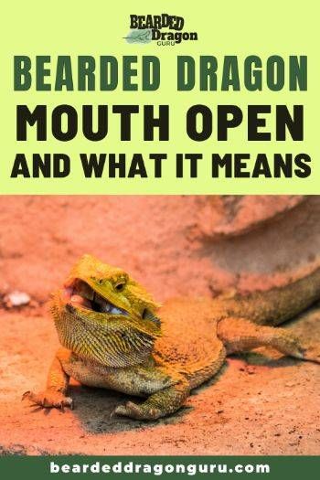 Bearded Dragon Body Language, Bearded Dragon Need To Know, Bearded Dragon For Beginners, Bearded Dragon Pictures, Juvenile Bearded Dragon, Fancy Bearded Dragon, Bearded Dragon Care Sheet, Dragon Mouth, Diy Bearded Dragon Enclosure