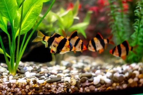 Clown Loach, Cory Catfish, Neon Tetra, Cool Fish Tanks, Aquarium Ideas, Natural Ecosystem, Fish Wallpaper, Cool Tanks, Fish Tanks