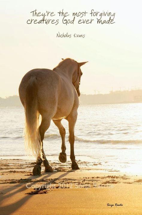 Horse on beach Equine Quotes, Inspirational Horse Quotes, Horse Riding Quotes, Equestrian Quotes, Riding Quotes, Horse Inspiration, Horse Quotes, Horse Crazy, Horse Equestrian