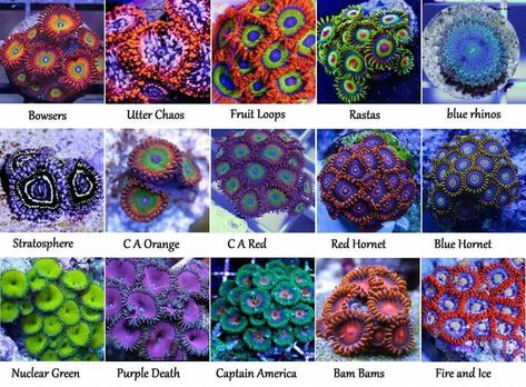 Assortment of corals with their hobby names. Types Of Coral Reef, Coral Types, Coral Reef Plants, Saltwater Aquarium Beginner, Types Of Coral, Reef Tank Aquascaping, Saltwater Aquarium Setup, Coral Fish Tank, Coral Aquarium