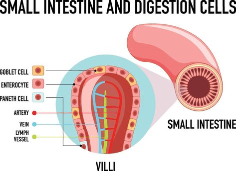 Basic Anatomy, Lymph Vessels, Small Intestine, Basic Anatomy And Physiology, Science Biology, Anatomy And Physiology, Business Names, Biology, Anatomy