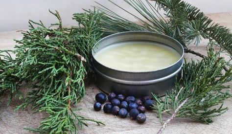 Make A Winter Evergreen Salve - Hobby Farms Chest Congestion Remedies, Homemade Salve, Essential Oil Starter Kit, Diy Herbal Remedies, Salve Recipes, Chest Congestion, Herbal Recipes, Herbs For Health, Homemade Remedies