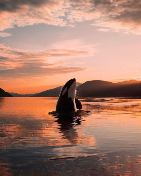 NORWAY 🇳🇴 on Instagram: “Amazing morning in Nordfjordeid😍 #Norge photo by @chrismox” Orca Tattoo, Beautiful Sea Creatures, Orca Whales, Italian Greyhound, Beautiful Ocean, Marine Animals, Killer Whales, Ocean Creatures, Ocean Animals