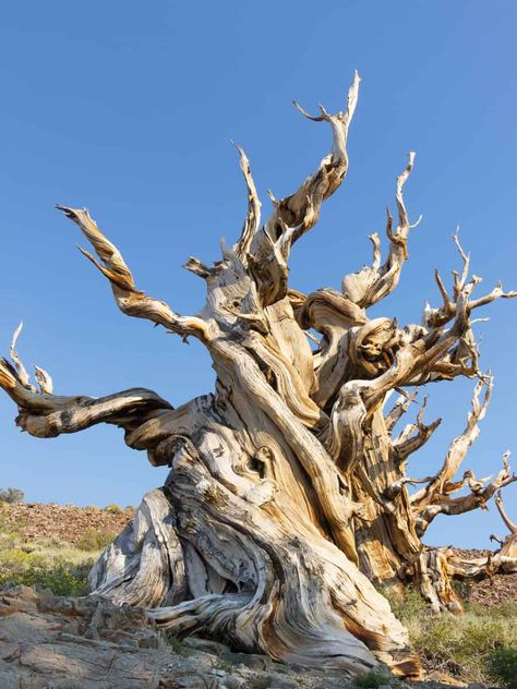 Great Basin National Park: Ancient Bristlecone Pine Forest in California Great Basin Bristlecone Pine, Florida National Parks, Bristlecone Pine, Great Basin National Park, Great Basin, Cave Tours, Sea To Shining Sea, Hiking National Parks, National Park Road Trip