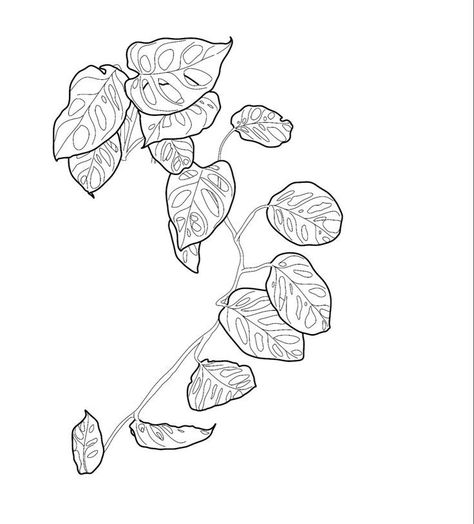 Tropical Vines Drawing, Line Art Plant Tattoo, Pothos Tattoo Design, Monstera Obliqua Tattoo, Monstera Sketches, Leafy Plant Tattoo, Monstera Leg Tattoo, Monstera Vine Tattoo, Monstera Adansonii Tattoo