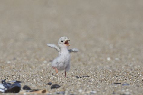 Birds And Bees, Cute Ducklings, Baby Birds, Hapkido, Instagram Image, Wildlife Photos, Cute Animals Images, Swallows, Cute Wild Animals