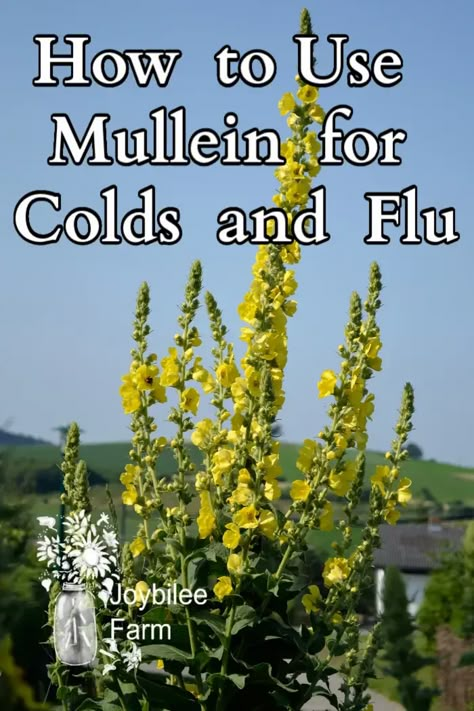 Add locally growing mullein to your list of herbal allies to support against cold and flu. Mullein Leaf Tincture, Mullein Tea Benefits, Mullen Plant, Growing Mullein, Mullein Benefits, Mullein Plant, Mullein Tea, Medicinal Weeds, Medicinal Wild Plants