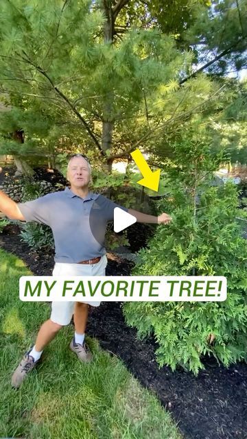 Steve Griggs Design | Residential Landscape Designer on Instagram: "This is one of my favorite trees to use for privacy - The Green Giant!

#landscaping #landscapedesign #plants #garden #landscaper #landscapedesigner #plantlife" Redwoods California, Residential Landscape, Green Giant, Landscape Designer, Plants Garden, Garden Crafts, Plant Life, Green Thumb, Landscape Design