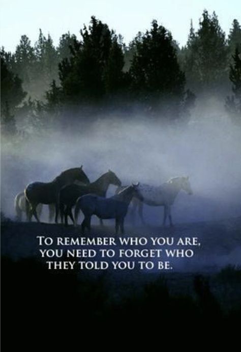 ☀️ Wild Horses Quotes, Equine Quotes, Cowgirl Quote, Inspirational Horse Quotes, Horse Riding Quotes, Equestrian Quotes, Cowboy Quotes, Riding Quotes, Natural Horsemanship