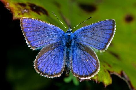 Mazarine Blue Eye color Blue Eye Color, Types Of Butterflies, English Projects, Colorful Places, Rare Species, Once In A Lifetime, Blue Butterfly, Eye Color, Blue Bird