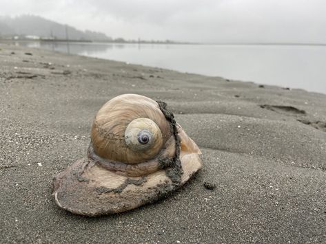 Moon Snail, Sea Life Creatures, Aquatic Animal, Animal Tarot, Treasure Hunter, Sea Glass Crafts, Aquatic Animals, Ocean Conservation, Creature Feature