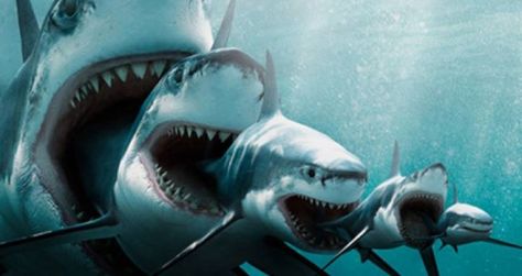 Its a shark eat shark eat shark eat shark eat shark world. Biggest Shark Ever, Biggest Shark, Shark Pictures, Big Shark, Small Shark, Megalodon Shark, Unbelievable Facts, Shark Week, White Sharks