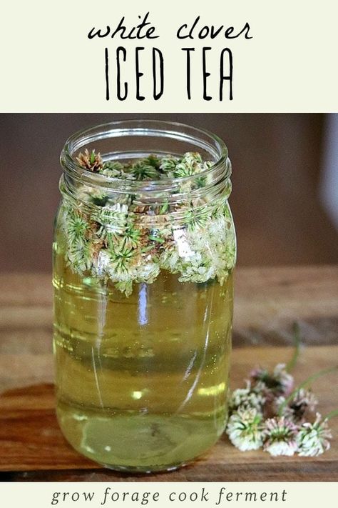 White clover iced tea is not only delicious, but is also high in vitamins and minerals. Learn how to make this tasty and refreshing foraged drink! #whiteclover #clover #clovertea #whiteclovertea #whiteclovericedtea #foraging #wildcrafting #herbalism Iced Tea Recipe, Wild Food Foraging, Foraging Recipes, White Clover, Edible Wild Plants, Foraged Food, Herbal Teas Recipes, Iced Tea Recipes, Herbal Drinks