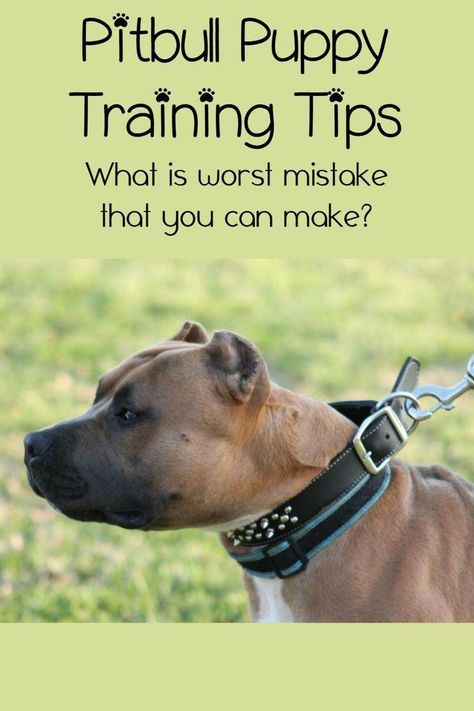 Pitbull Puppies Training, Big Pitbull, Amstaff Puppy, Dog Minding, Puppy House, Easiest Dogs To Train, Potty Training Puppy, Pitbull Puppy, Puppy Training Tips