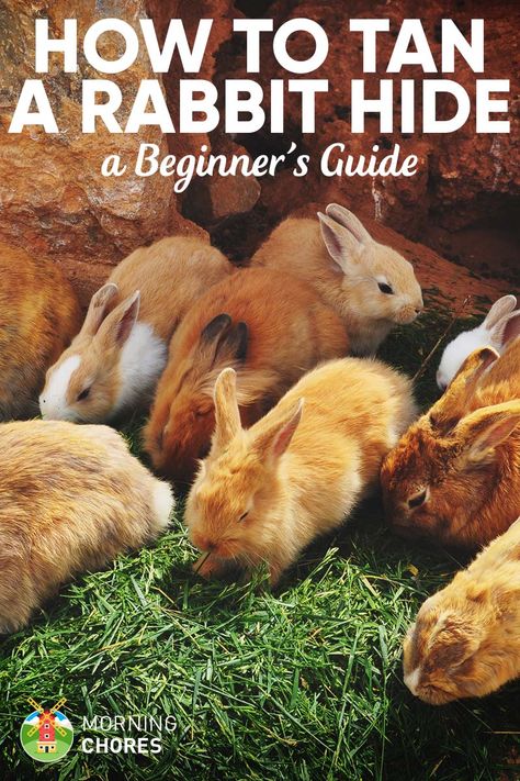 Tanning Rabbit Hides: Easy Guide to Skin a Rabbit and Tan the Hide Rabbit Products, Rabbits For Meat, Rabbit Farming, Hide Tanning, Raising Rabbits For Meat, Tanning Hides, Rabbit Hide, Home Steading, How To Tan