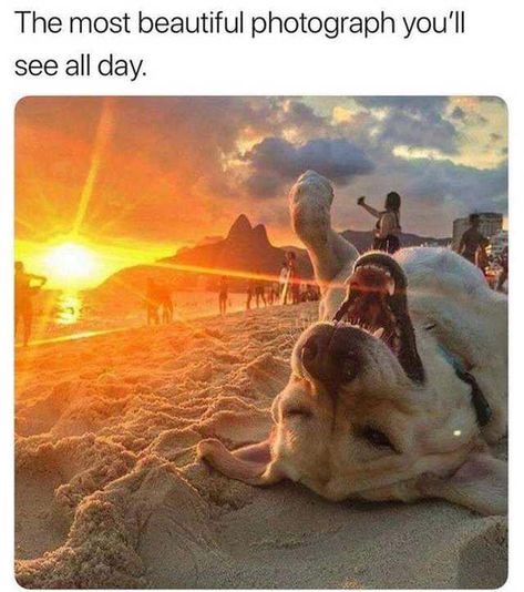 Sun doggo Humor Twitter, Love My Dog, Funny Animal Pictures, Dog Memes, Happy Dogs, 귀여운 동물, The Sand, Animal Memes, Cute Funny Animals