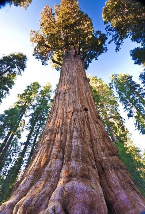 The Giant Sequoia is one of the largest trees in the United States. It can grow to nearly 300 feet tall and can live for 3,000 years. General Sherman Tree, General Sherman, Giant Sequoia Trees, Famous Trees, Palmetto Tree, Sequoia Tree, Old Trees, Sequoia National Park, South Carolina Gamecocks