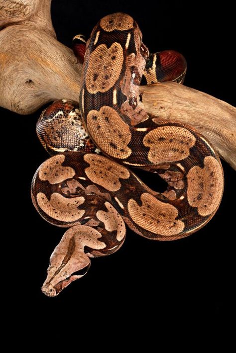 Red Tailed Boa, Red Tail Boa, Small Rat, Kinds Of Snakes, Salmon Red, Boa Constrictor, Cute Reptiles, Reptile Snakes, Pet Snake