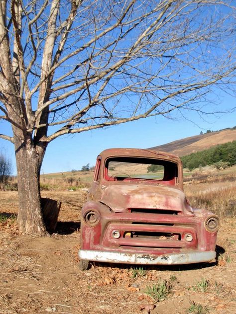 Old international pick up, Pick up by a tree. Photo by Angela Smith. Source freerangestock.com Tom T Hall, Pick Up Trucks, Danny Zuko, Biker Fashion, Truck Photos, International Harvester Truck, Classic Car Restoration, Pick Up Truck, Rusty Cars