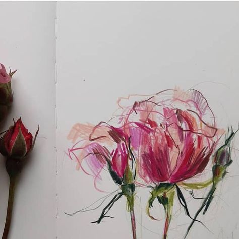 Claudia Lowry on Instagram: "Rescued rose. . . . #quicksketch #colourpencilsketch #sketchbookdrawing #markmaking #drawing #inspiredbynature #gardenflowers #rose" Pencil Art Drawings Colour, Markmaking Drawing, Claudia Lowry, Plants Paintings, Bouquet Drawing, Book Collage, Rose Drawing, Plant Painting, Colored Pencil Drawing