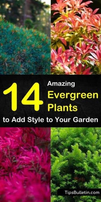 Find out which evergreen plants are best for full sun, for shade, for pots outdoors, and for indoor planting. We show you landscaping ideas for drought-tolerant shrubs and perennials that will stay green all winter. #landscaping #evergreens #plants Evergreen Plants For Shade, Drought Tolerant Evergreens, Evergreen Flowering Plants, Best Evergreens For Landscaping, Plants That Stay Green In Winter, Drought Tolerant Evergreen Shrubs, Full Sun Evergreen Plants, Evergreen Plants For Landscaping, Evergreen Garden Ideas