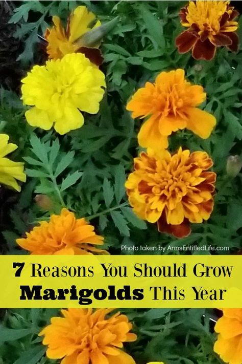 Growing marigolds offers all sorts of benefits to you and your garden, so they should be considered when planning your yearly landscape. Look below at the 7 reasons you should grow marigolds this year and see why these colorful flowers are a must have for any yard. Marigold In Garden, Types Of Marigolds Flower, Marigold Flower Growing, Marigold Companion Planting, Marigold Uses, Herb Companion Planting, Vegetable Garden Layout Design, Marigolds In Garden, Sedum Garden